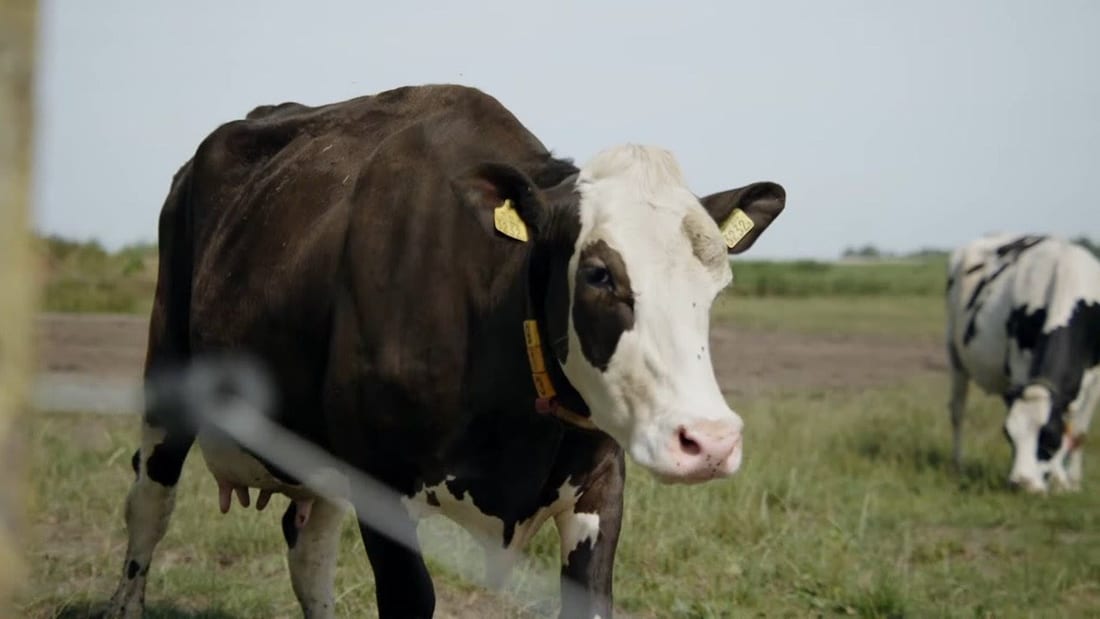 Still from HelloFresh van ‘t Land